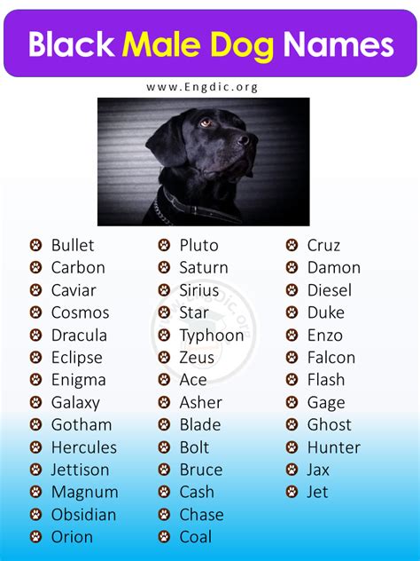 black dog names male|unique black dog names male.